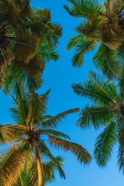 Tampo do sol palma — Fotografia de Stock