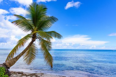 Palm okyanus gökyüzü