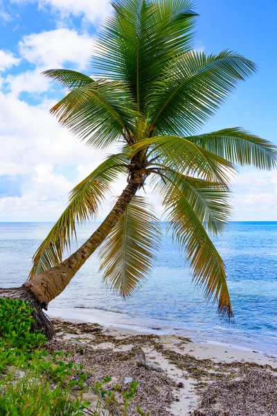 Palm okyanus gökyüzü