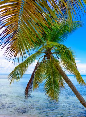 Palm okyanus gökyüzü