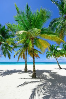 Palm okyanus gökyüzü