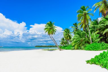 cennet tropikal beach palm