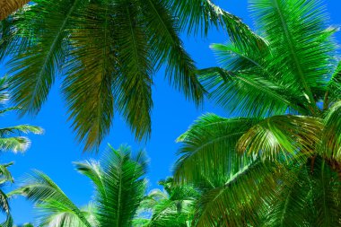Palm güneş üst