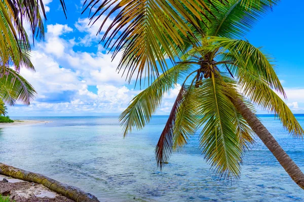 Palm Ocean Sky — Stock Photo, Image
