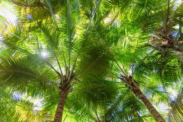 Palm top ήλιο — Φωτογραφία Αρχείου