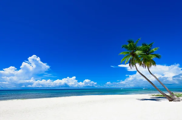 Paratiisi trooppinen ranta palmu — kuvapankkivalokuva