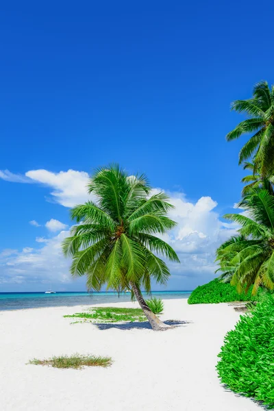 Paradis plage tropicale palmier — Photo