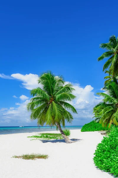 Paradiso tropicale spiaggia palma — Foto Stock