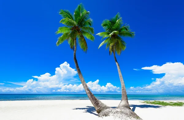 Paradise tropical beach palm — Stock Photo, Image
