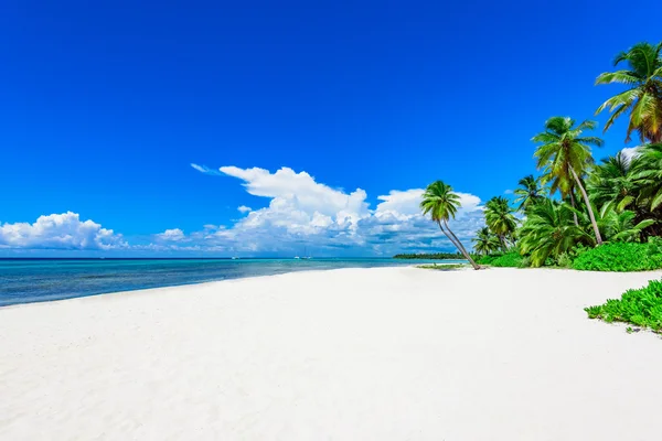 Paradise tropical beach palm — Stock Photo, Image