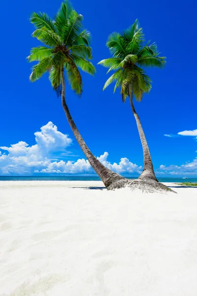 cennet tropikal beach palm