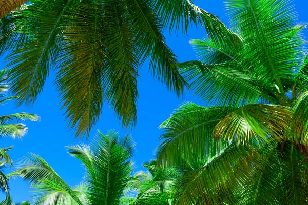 Palm sun top — стоковое фото