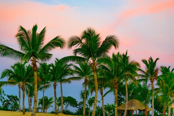 Céu oceano palma — Fotografia de Stock