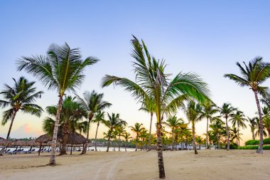 Palm okyanus gökyüzü