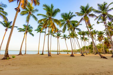 Palm okyanus gökyüzü