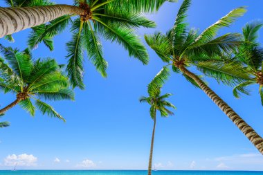 cennet tropikal beach palm