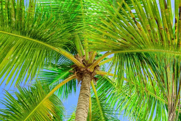 Paraíso tropical praia palmeira — Fotografia de Stock