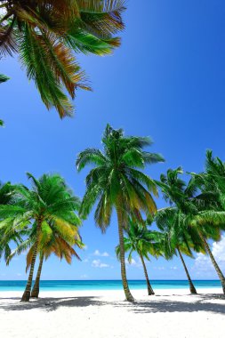 Palm okyanus gökyüzü