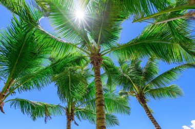 cennet tropikal beach palm