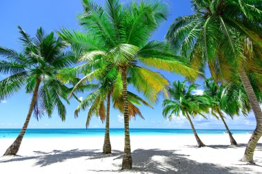 Palm okyanus gökyüzü