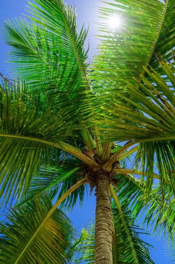 cennet tropikal beach palm