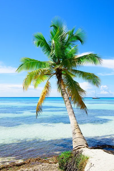 Пальмовое небо океана — стоковое фото