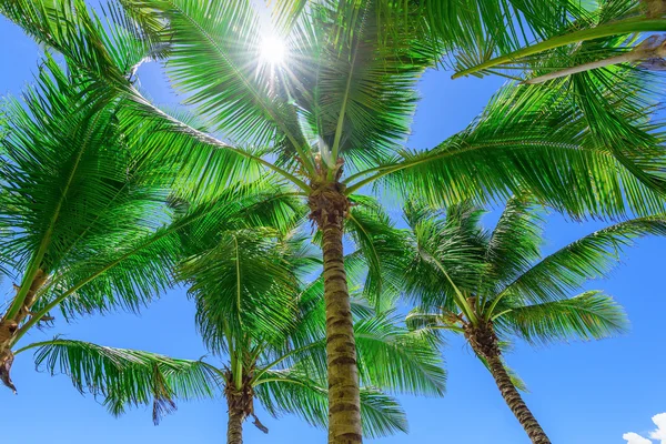 Paradijs tropisch strand palm — Stockfoto