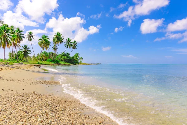 Palm Ocean Sky — Stock Photo, Image