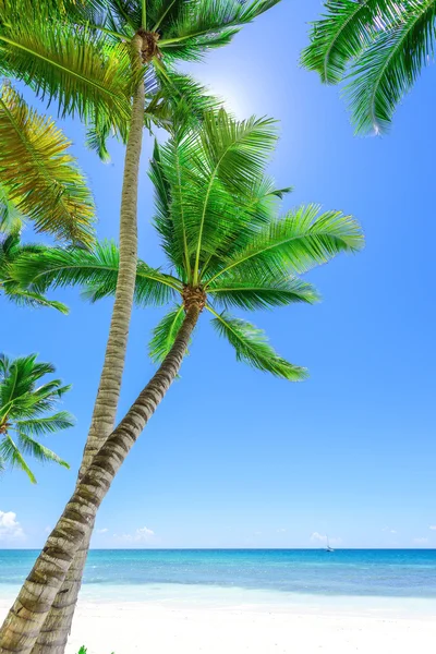 Paraíso tropical praia palmeira — Fotografia de Stock