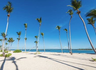 Palm okyanus gökyüzü