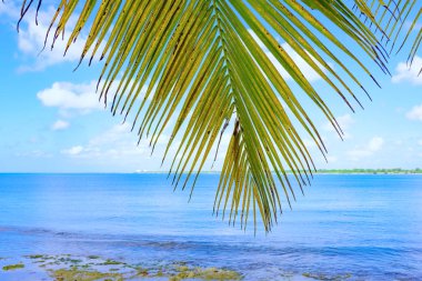 Palm okyanus gökyüzü