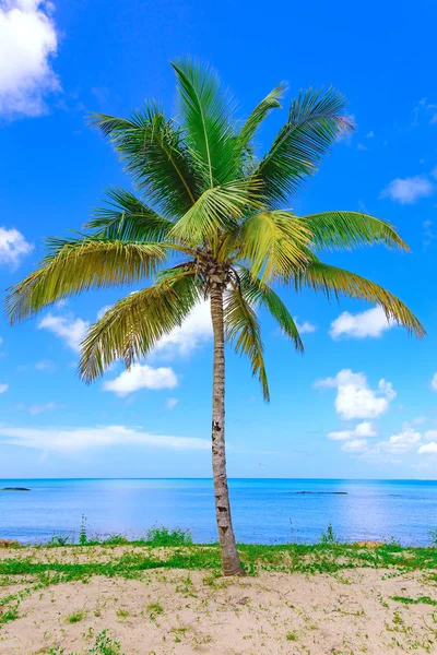 Palm Ocean Sky — Stock Photo, Image