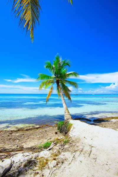 Palm Ocean Sky — Stockfoto