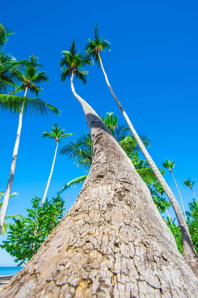 Palm Ocean Sky — Stockfoto