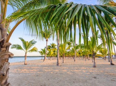 Palm okyanus gökyüzü