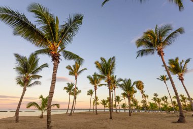 Palm okyanus gökyüzü