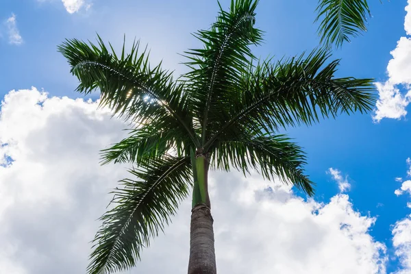 Palm Ocean Sky — Stockfoto