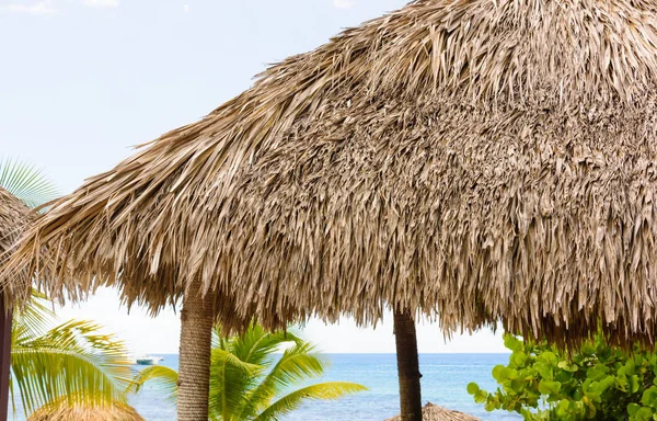 Palmeira praia chaise longue — Fotografia de Stock