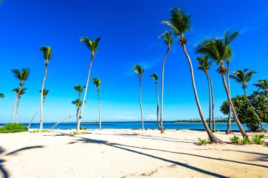 Palm okyanus gökyüzü