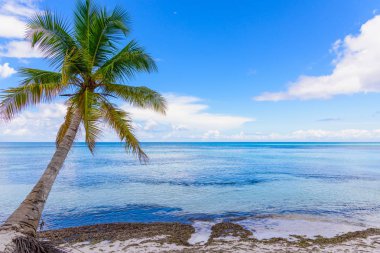 Palm okyanus gökyüzü