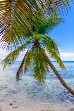 Palm okyanus gökyüzü