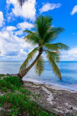 Palm okyanus gökyüzü