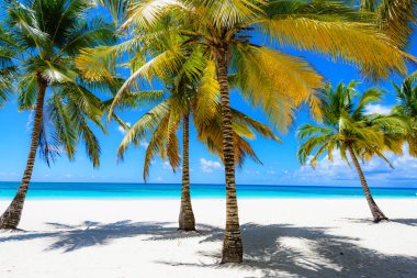 Palm okyanus gökyüzü