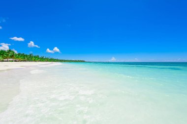 cennet tropikal beach palm