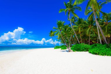 Palm okyanus gökyüzü