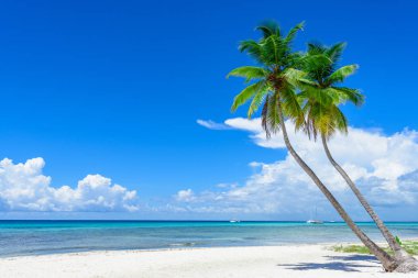 cennet tropikal beach palm