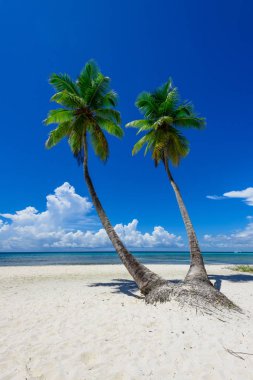 cennet tropikal beach palm