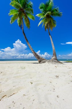 cennet tropikal beach palm