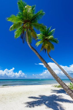 cennet tropikal beach palm