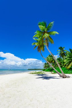 cennet tropikal beach palm